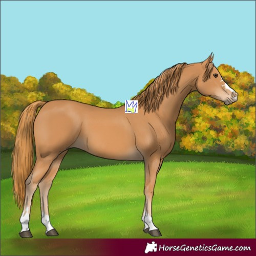Horse Color:Chestnut 