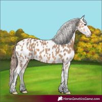 Horse Color:Bay Dun Near Leopard 