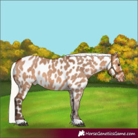 Horse Color:Silver Bay Dun Appaloosa Rabicano 