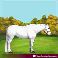 Horse Color:Grullo Roan Appaloosa Rabicano