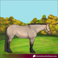 Horse Color:Bay Dun Rabicano 