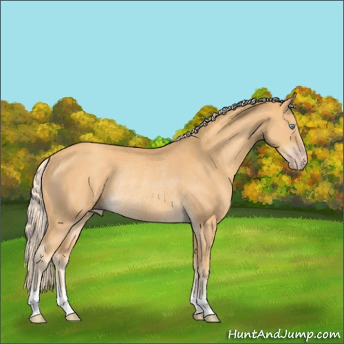 Horse Color:Gold Cream Champagne Rabicano 