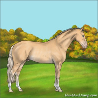 Horse Color:Gold Cream Champagne Rabicano 