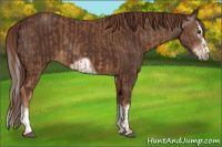 Horse Color:Chestnut Splash Frame  and Gray Chestnut Splash Frame 