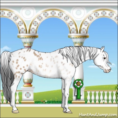 Horse Color:Brown Dun Sabino Appaloosa 