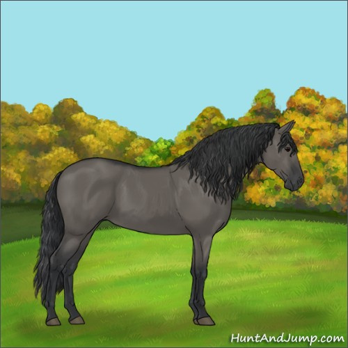 Horse Color:Grullo 