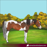 Horse Color:Bay Splash Tobiano Appaloosa  and Bay Splash Tobiano Appaloosa 