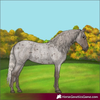 Horse Color:Silver Blue Roan 