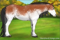 Horse Color:White Spotted Bay Rabicano
