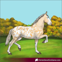 Horse Color:Palomino Splash Appaloosa 