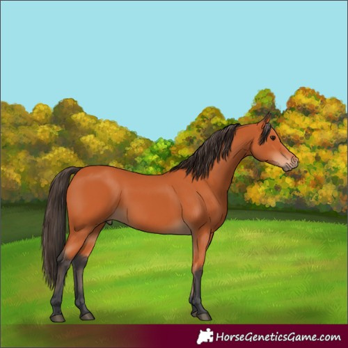 Horse Color:Bay 