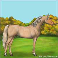 Horse Color:Palomino Roan 