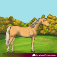 Horse Color:Palomino