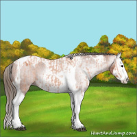 Horse Color:Bay Splash Tobiano Appaloosa  and Gray Bay Splash Tobiano Appaloosa 