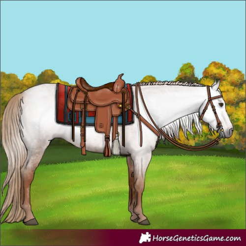 Horse Color:Gray Red Roan 