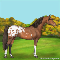 Horse Color:Bay Tobiano Appaloosa 