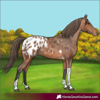 Horse Color:Bay Tobiano Appaloosa 
