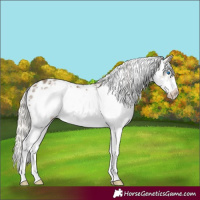 Horse Color:Silver Smoky Black Sabino Frame Appaloosa 