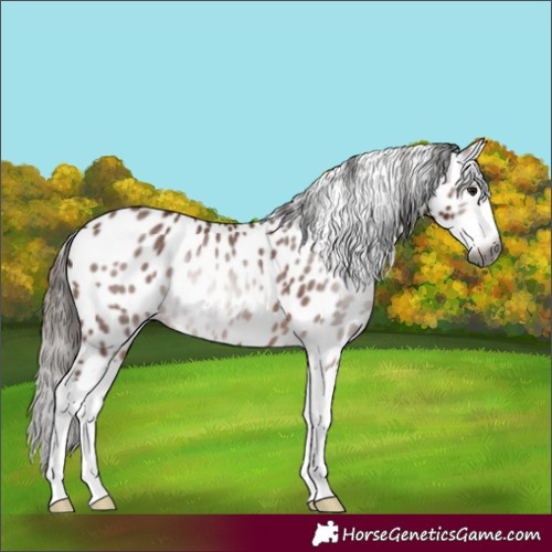Horse Color:Gray White Spotted Bay Splash Appaloosa Rabicano 
