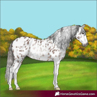 Horse Color:Gray White Spotted Bay Splash Appaloosa Rabicano 