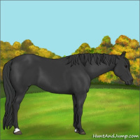 Horse Color:Black 