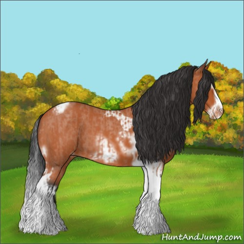 Horse Color:Bay Roan Splash Tobiano Appaloosa  and Bay Roan Splash Tobiano Frame Appaloosa 