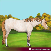 Horse Color:Red Roan Pearl Tobiano Frame 