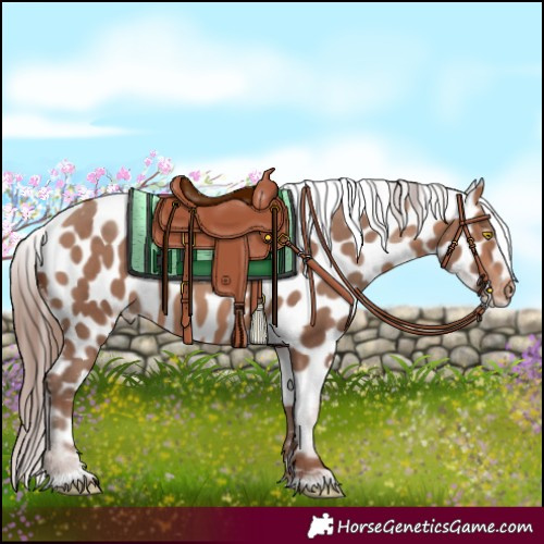 Horse Color:Sable Champagne Near Leopard 