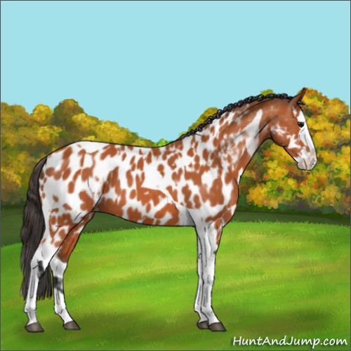 Horse Color:Bay Splash Tobiano Near Leopard and Bay Splash Tobiano Near Leopard