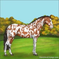 Horse Color:Bay Splash Tobiano Near Leopard and Bay Splash Tobiano Near Leopard