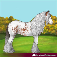 Horse Color:Bay Splash Tobiano Appaloosa  and Bay Splash Tobiano Appaloosa 