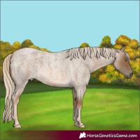 Horse Color:Chocolate Palomino Roan 