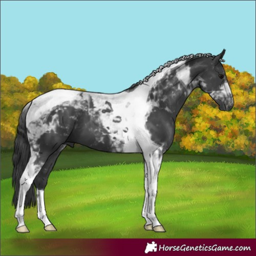 Horse Color:Platinum Black Tobiano