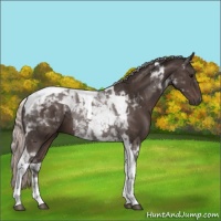 Horse Color:Silver Black Tobiano