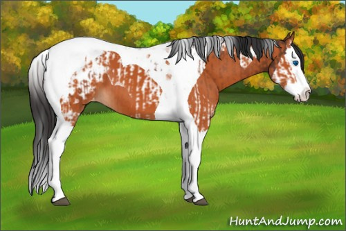 Horse Color:Bay Splash Tobiano Appaloosa and Bay Splash Tobiano Appaloosa
