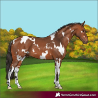 Horse Color:White Spotted Bay 