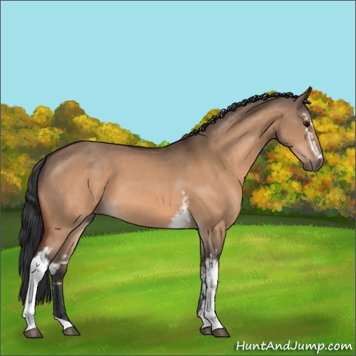 Horse Color:White Spotted Bay Dun 