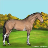 Horse Color:White Spotted Bay Dun