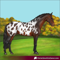 Horse Color:Brown Near Leopard 