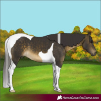Horse Color:Buckskin Tobiano 