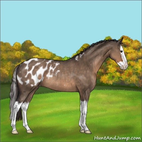 Horse Color:Brown Dun Sabino Splash Appaloosa Rabicano 