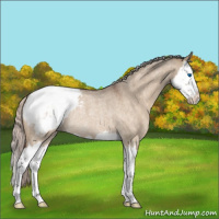 Horse Color:Silver Brown Roan Dun Splash Snowcap Rabicano 