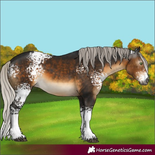 Horse Color:Gray White Spotted Silver Buckskin 