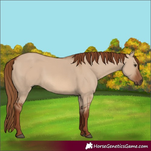 Horse Color:Red Dun 