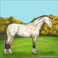 Horse Color:Buckskin Dun Splash Appaloosa 