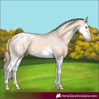 Horse Color:Red Dun Splash Appaloosa 