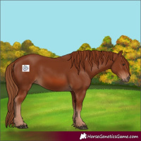Horse Color:Chestnut 