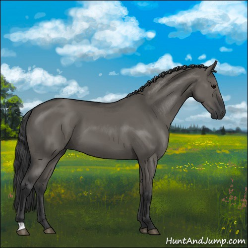 Horse Color:Grullo