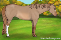 Horse Color:Red Dun 