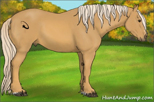 Horse Color:Palomino Sabino 